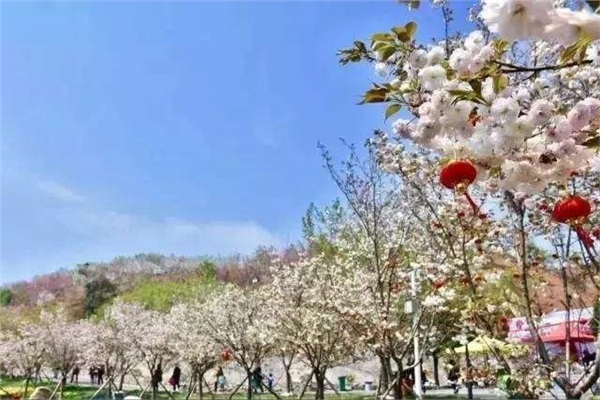 長沙潯龍河櫻花谷、田漢文化園一日游