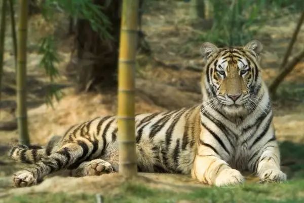 長沙三珍虎園、楊開慧故居一日游