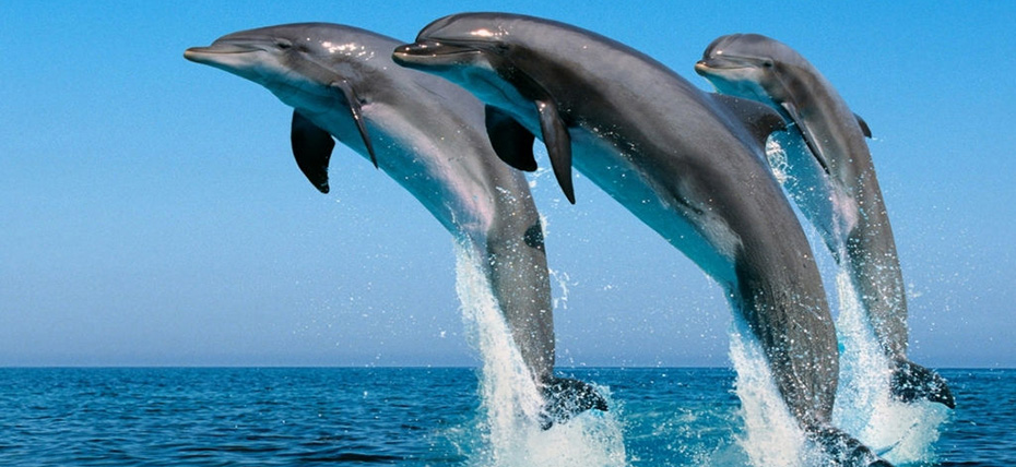 澳大利亞、新西蘭澳妙無瓊11日