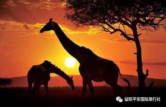 發(fā)現(xiàn)非洲體驗之旅肯尼亞10游 發(fā)現(xiàn)非洲體驗之旅肯尼亞10游