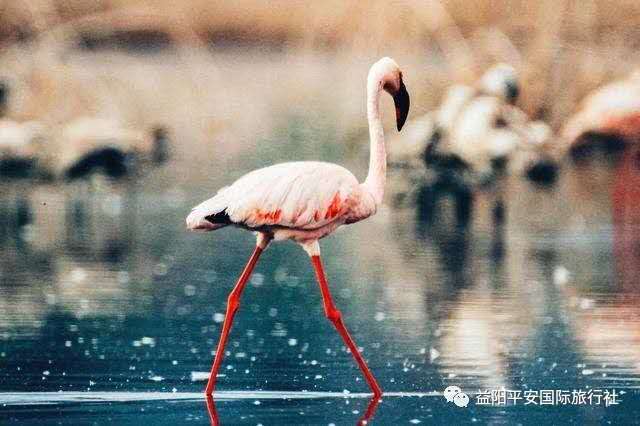 發(fā)現(xiàn)非洲體驗之旅肯尼亞10游 發(fā)現(xiàn)非洲體驗之旅肯尼亞10游