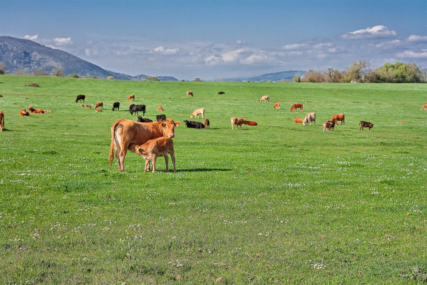 (人氣草原、5A響沙灣、歡樂牧場、內(nèi)蒙古博物院、夢幻水世界)雙飛5日親子游